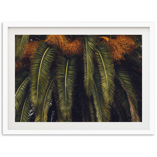 King Palm - Shutter and Frame