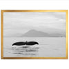 Tale of a Whale - Shutter and Frame