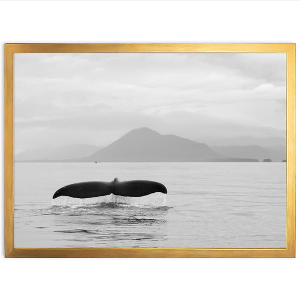 Tale of a Whale - Shutter and Frame