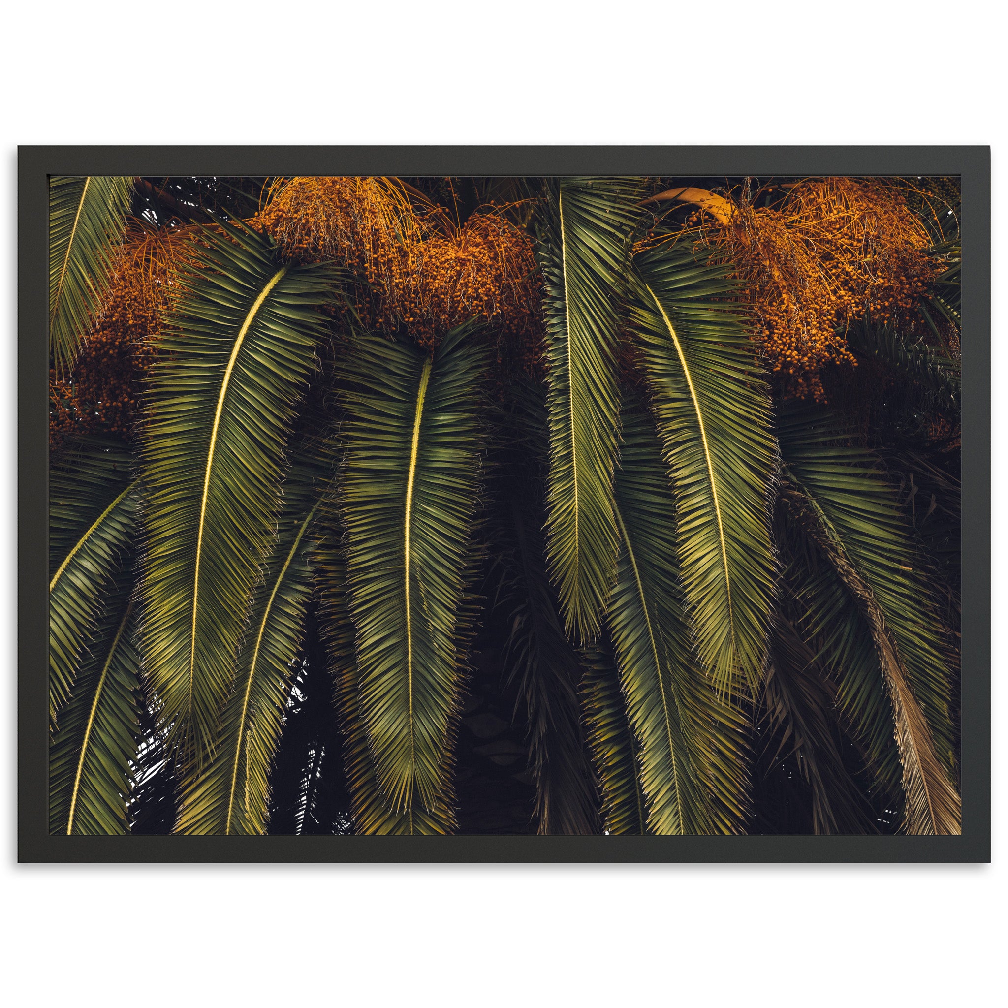 King Palm - Shutter and Frame