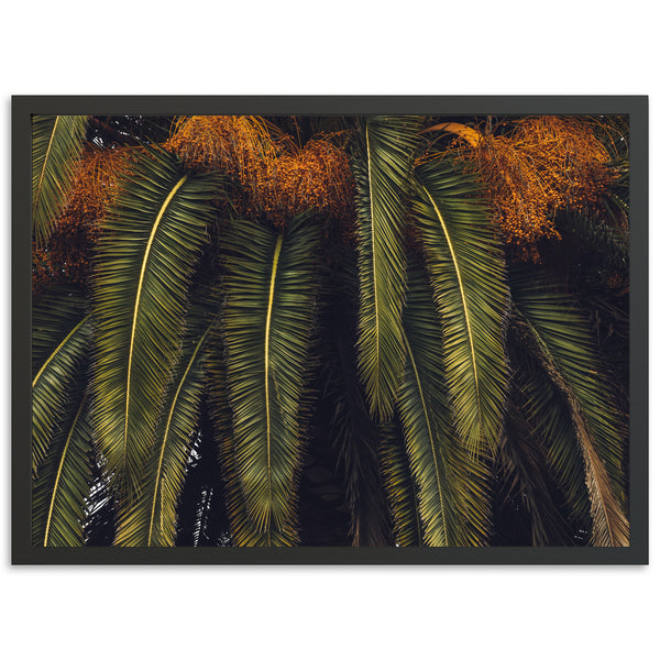 King Palm - Shutter and Frame