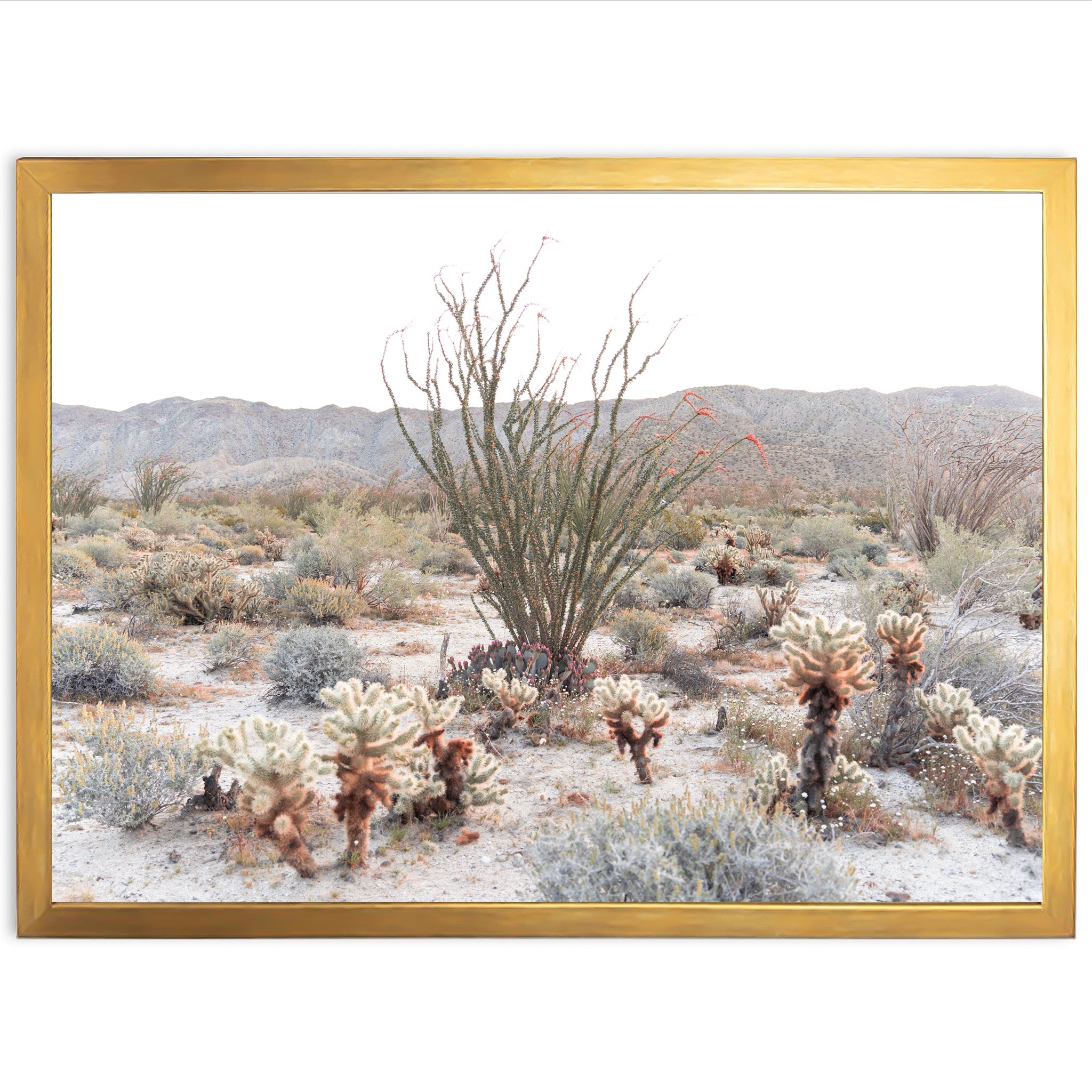 Ocotillo - Shutter and Frame
