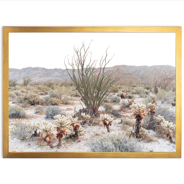 Ocotillo - Shutter and Frame