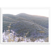 Lilac Bloom - Shutter and Frame