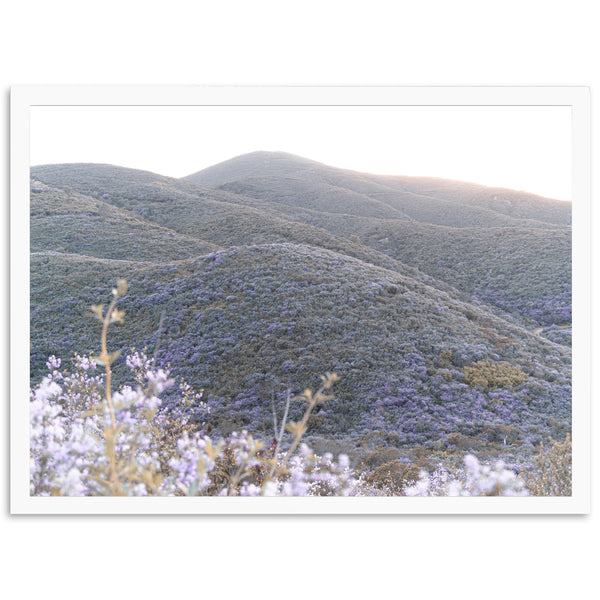 Lilac Bloom - Shutter and Frame