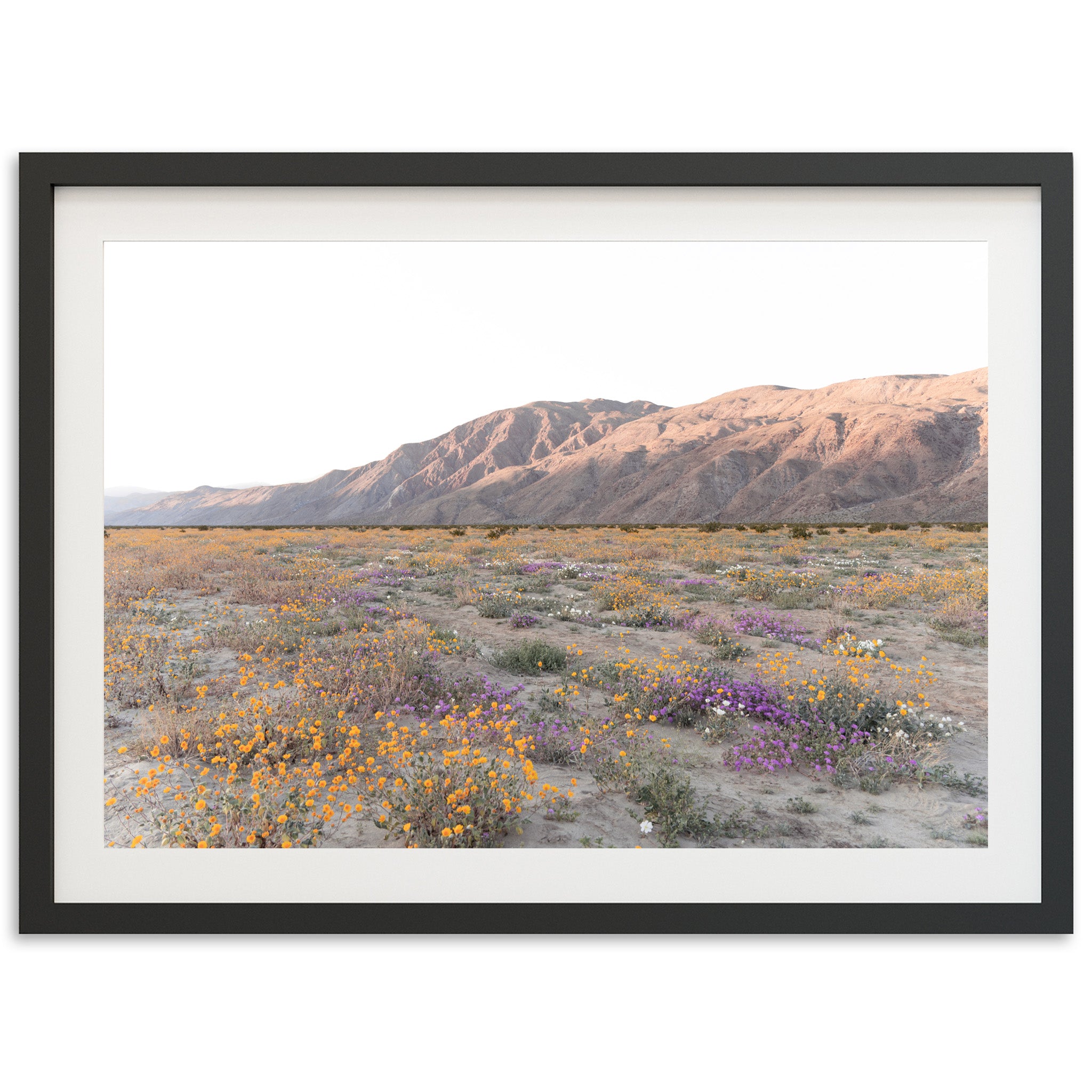 Desert Bloom - Shutter and Frame