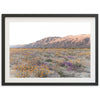 Desert Bloom - Shutter and Frame