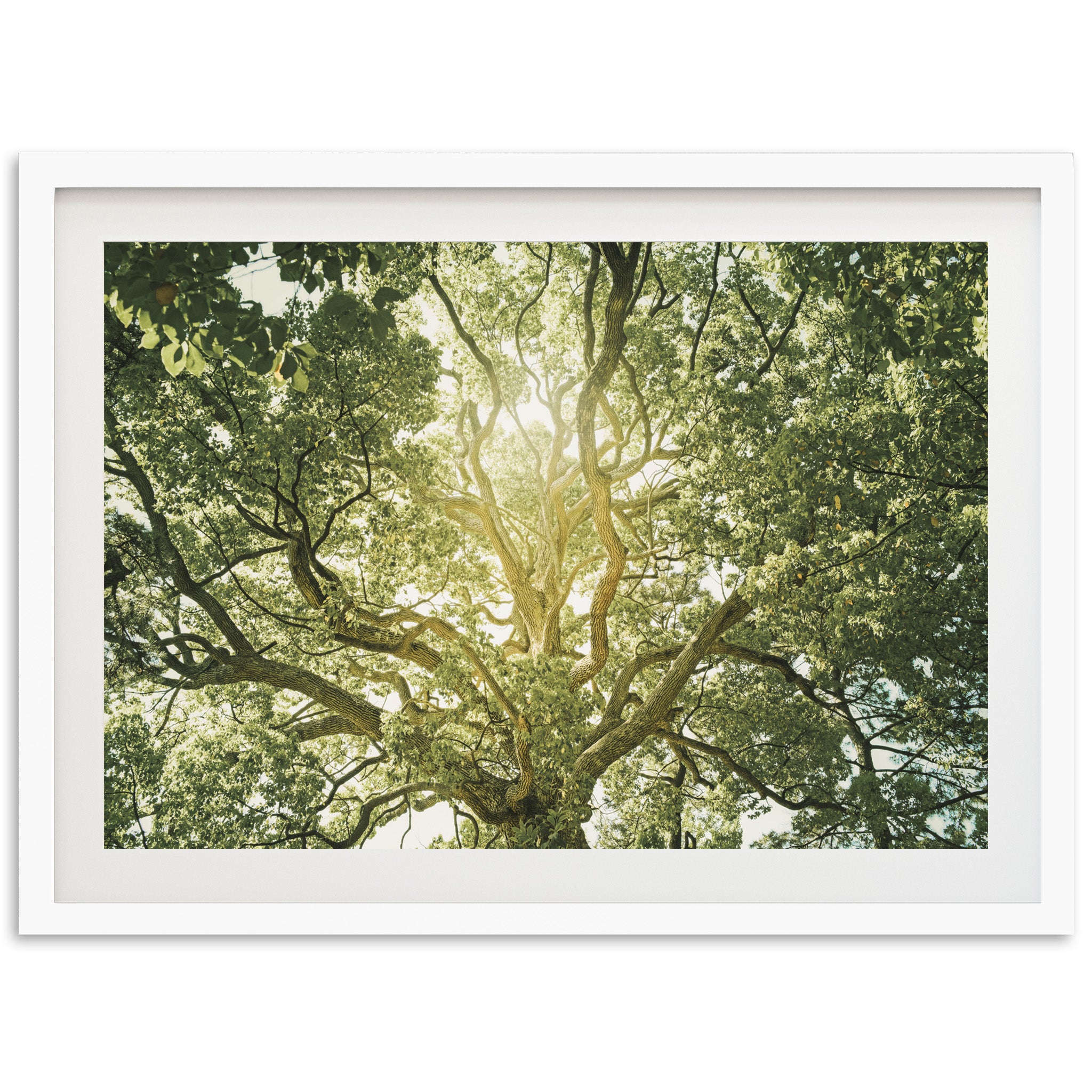 Tree of Life - Shutter and Frame