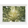 Tree of Life - Shutter and Frame