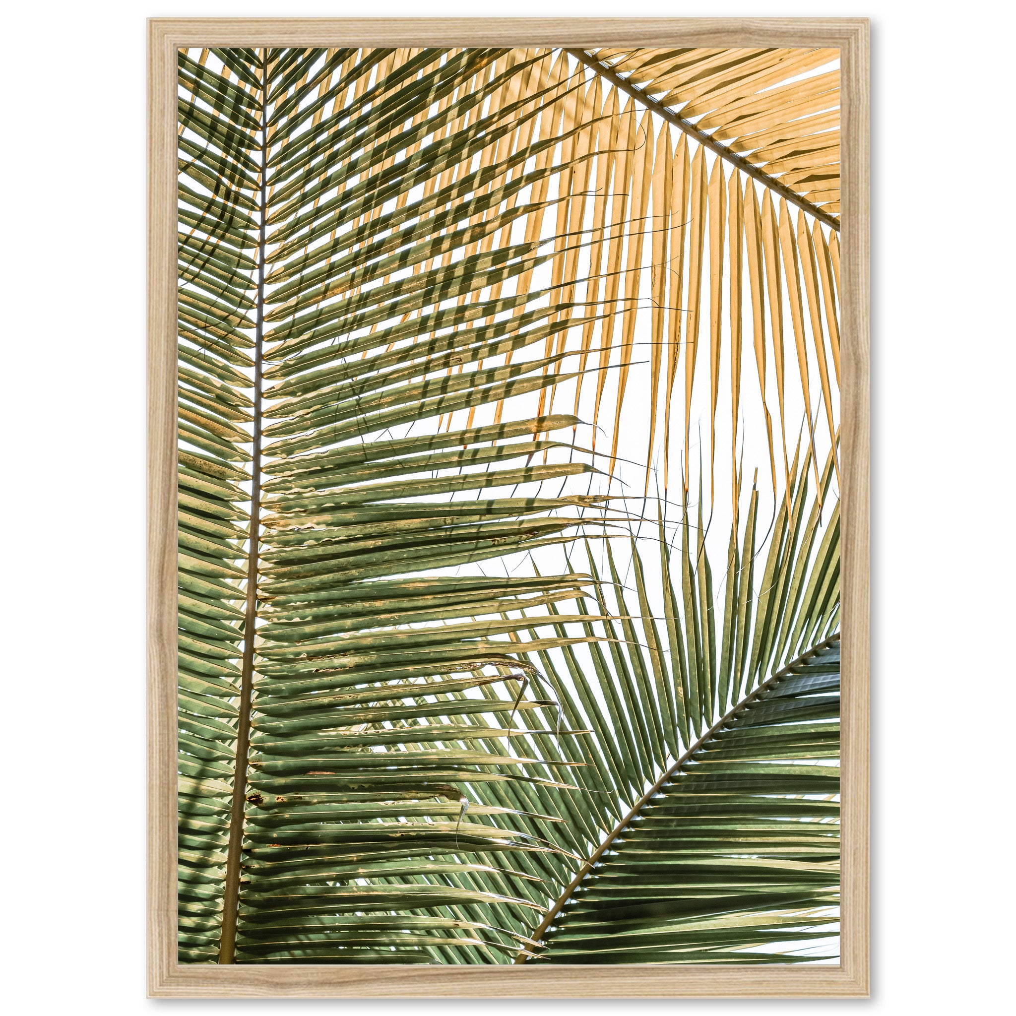 Shades of Green - Shutter and Frame