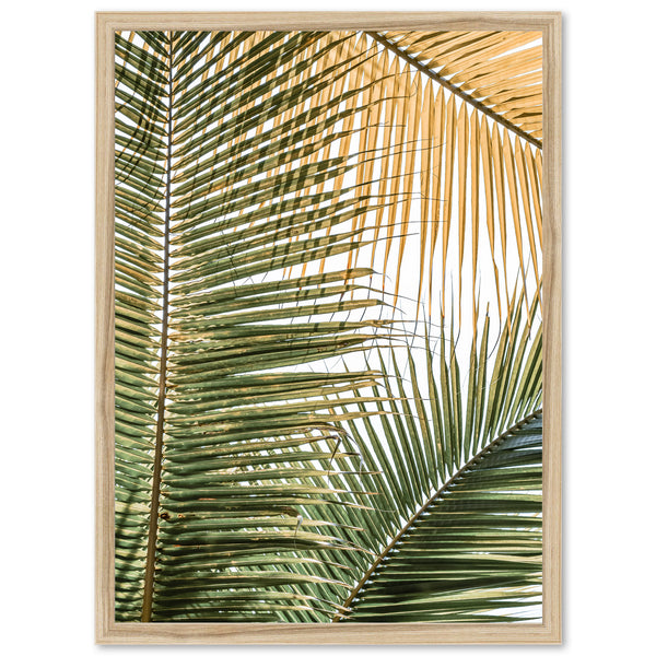 Shades of Green - Shutter and Frame