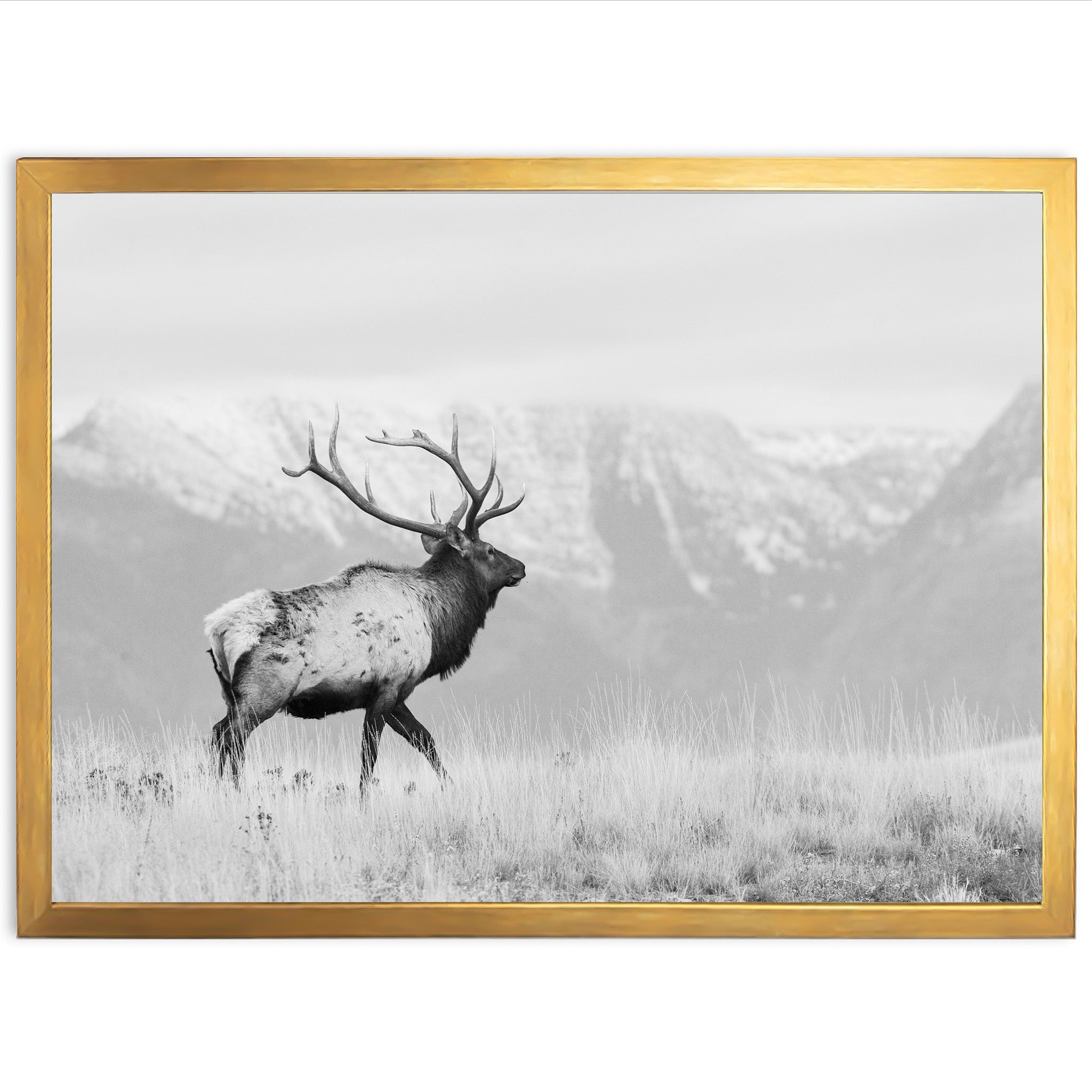 American Elk II - Shutter and Frame