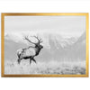 American Elk II - Shutter and Frame