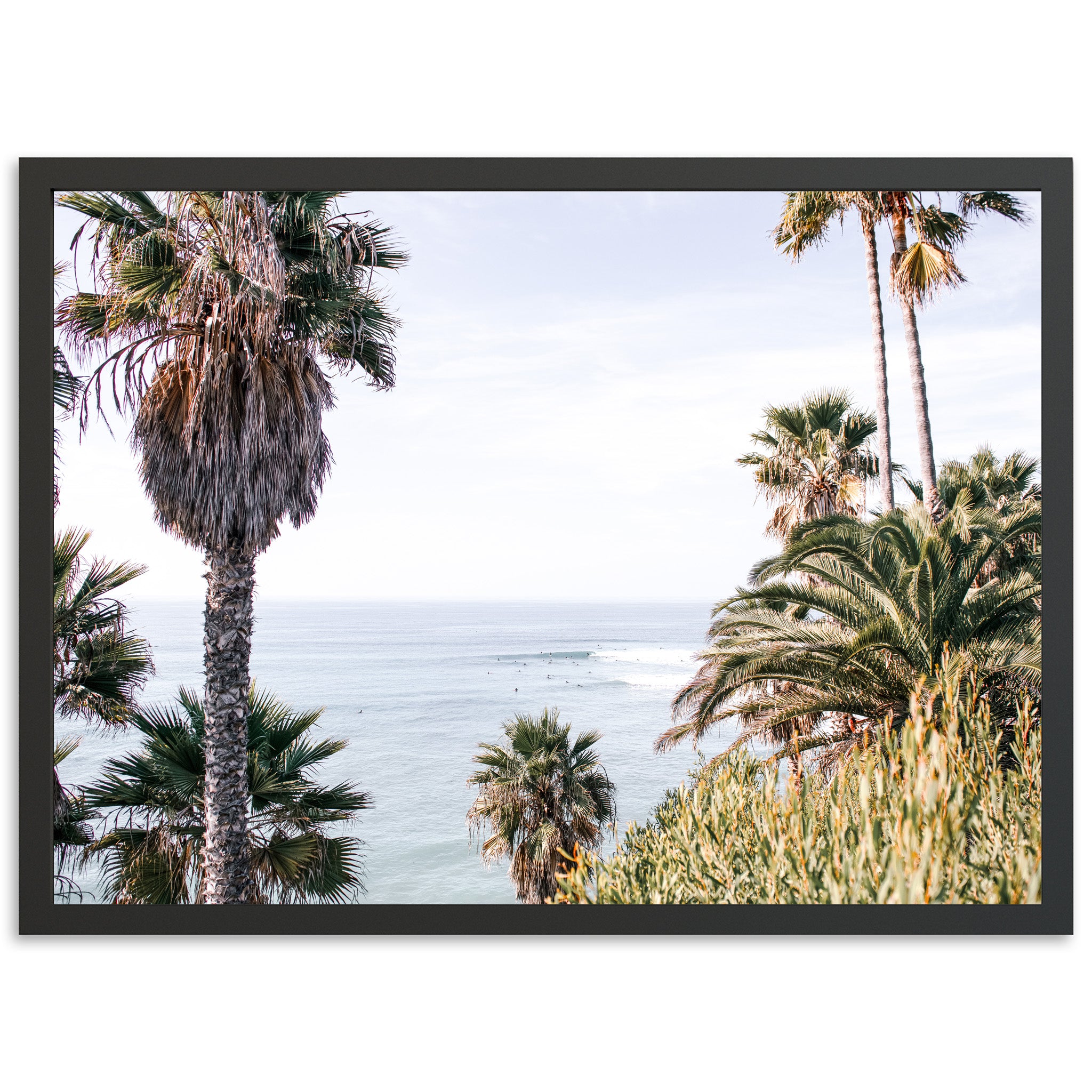Swamis - Shutter and Frame
