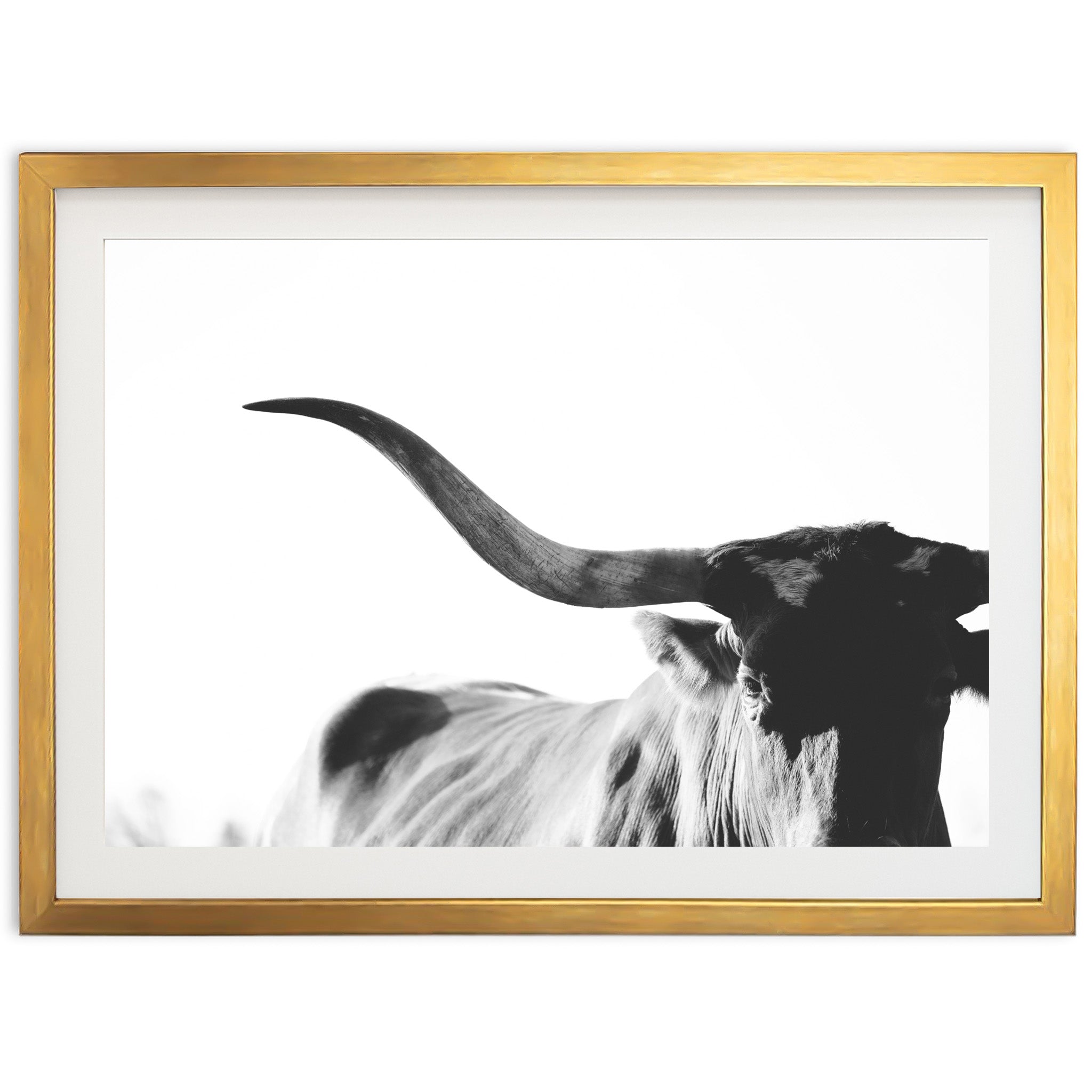Longhorn - Shutter and Frame