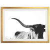 Longhorn - Shutter and Frame