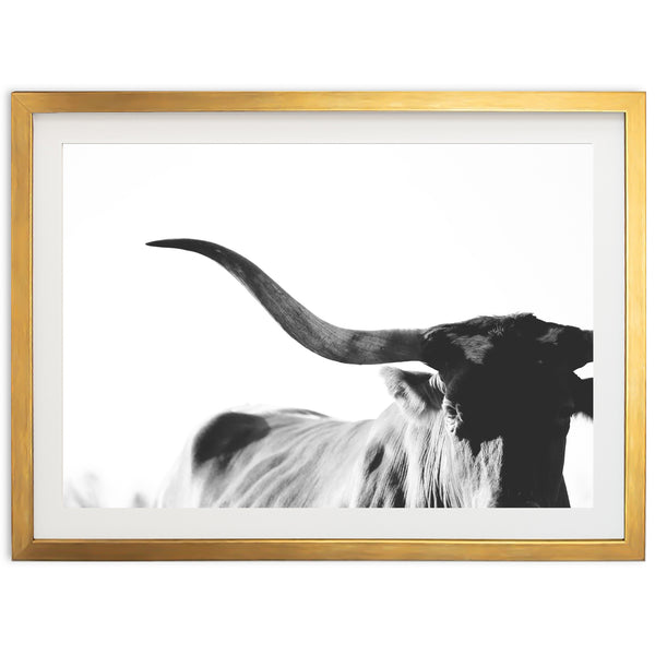 Longhorn - Shutter and Frame