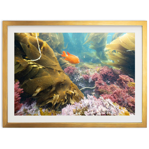 Garibaldi