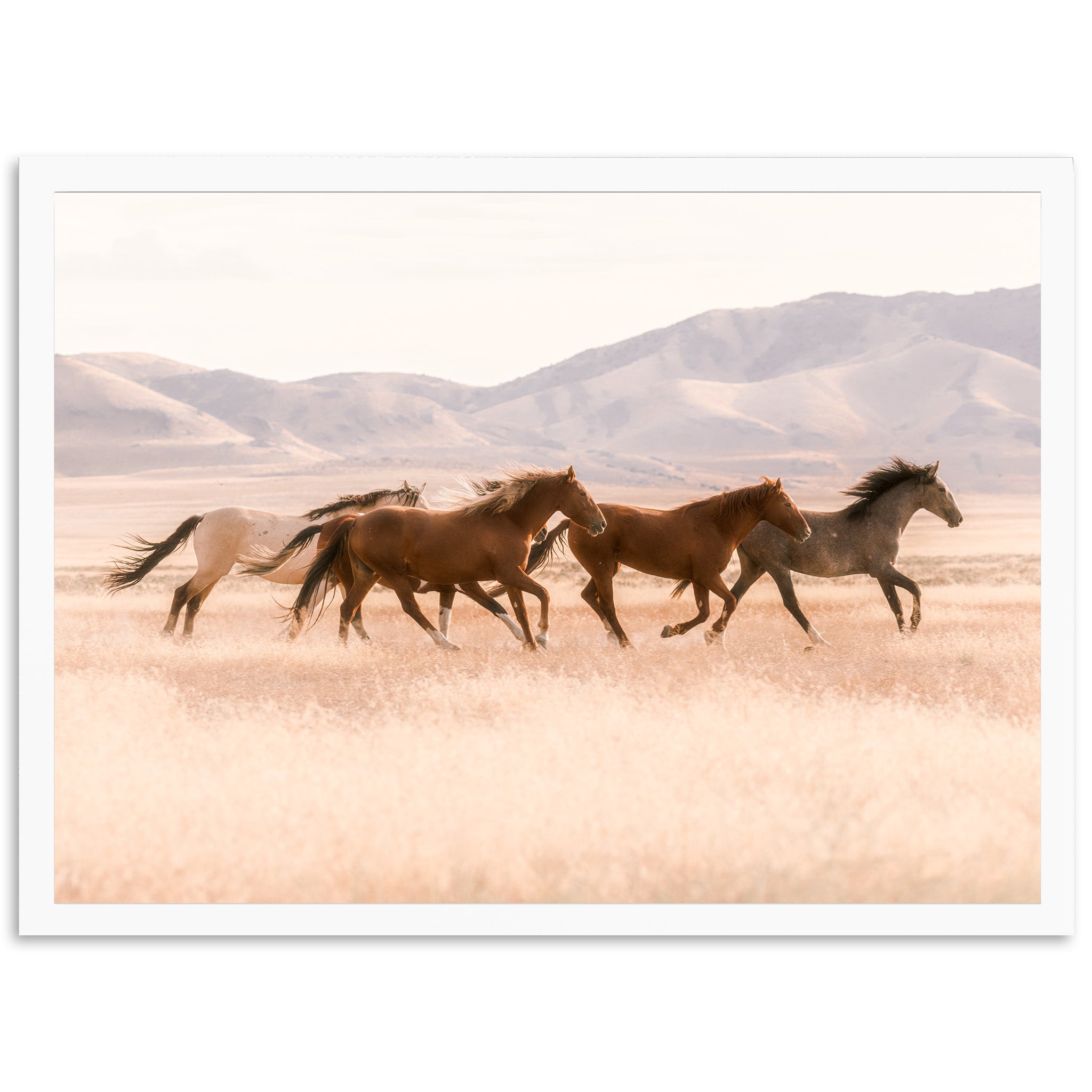 Gallop - Shutter and Frame