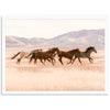 Gallop - Shutter and Frame