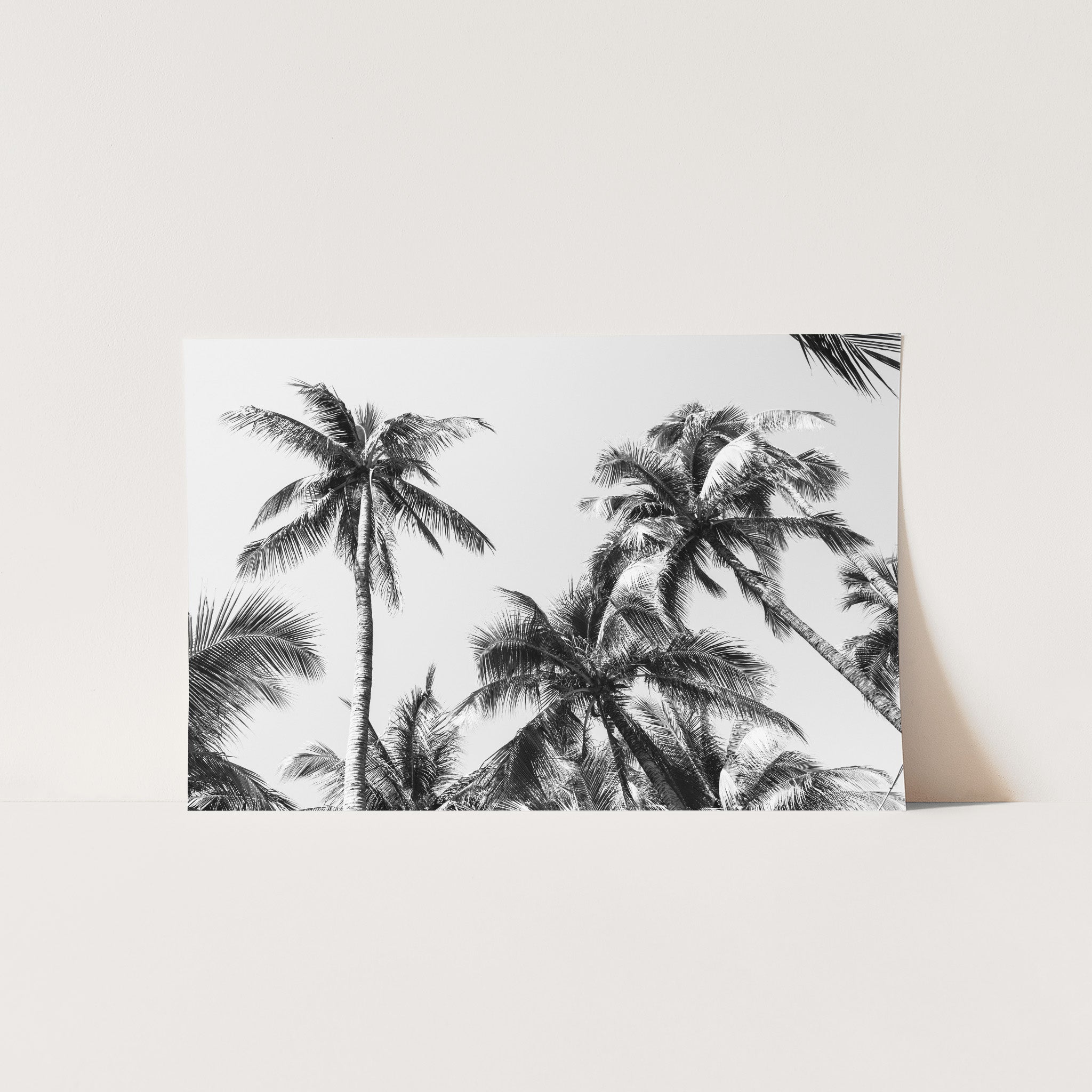 Under the Palms - Shutter and Frame