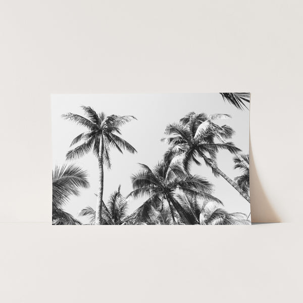 Under the Palms - Shutter and Frame