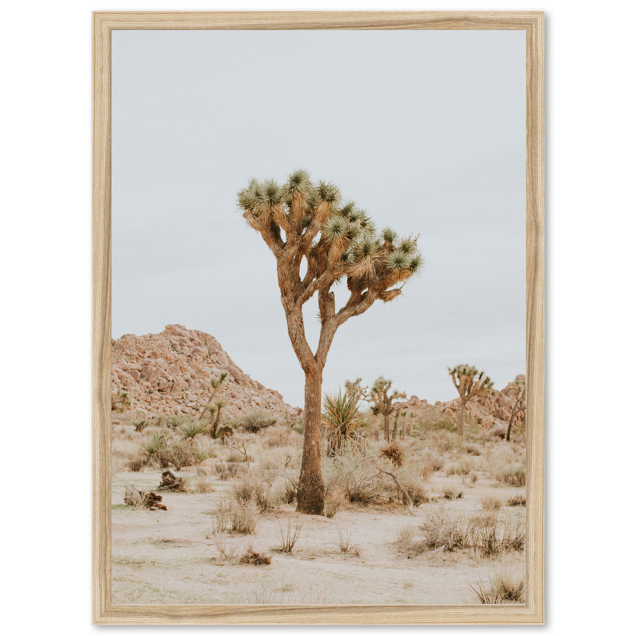 Joshua Tree II - Shutter and Frame