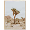 Joshua Tree II - Shutter and Frame