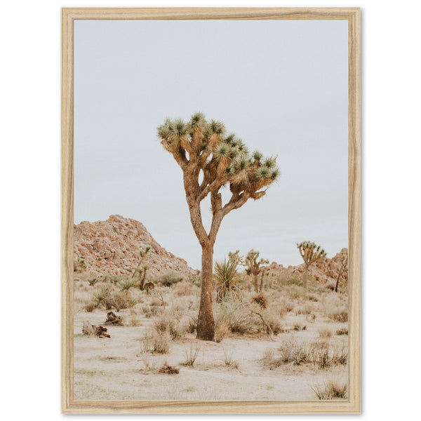 Joshua Tree II - Shutter and Frame