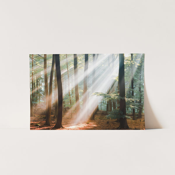 Arbor - Shutter and Frame