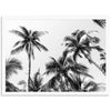 Under the Palms - Shutter and Frame