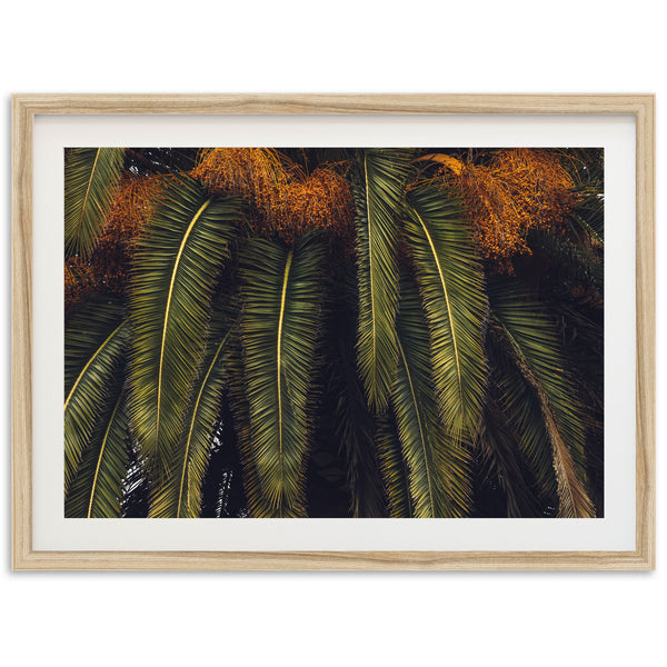 King Palm - Shutter and Frame