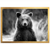 Bear II - Shutter and Frame