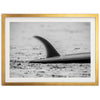 Single Fin - Shutter and Frame