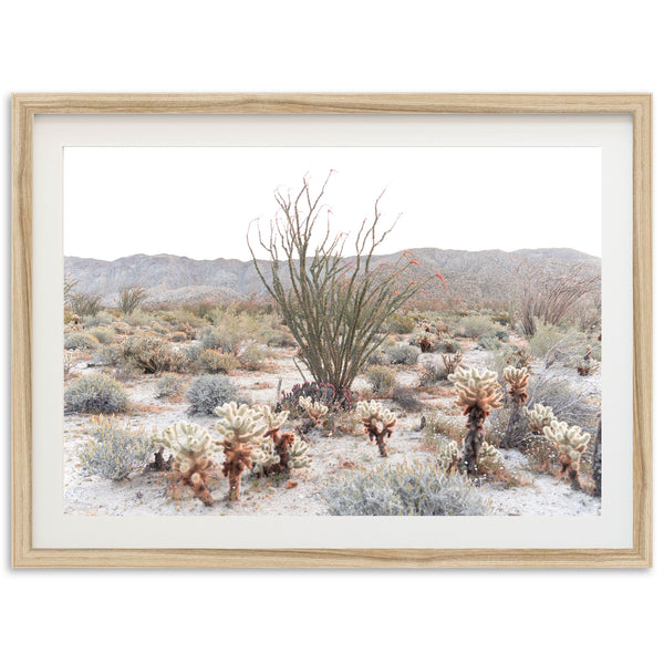 Ocotillo - Shutter and Frame