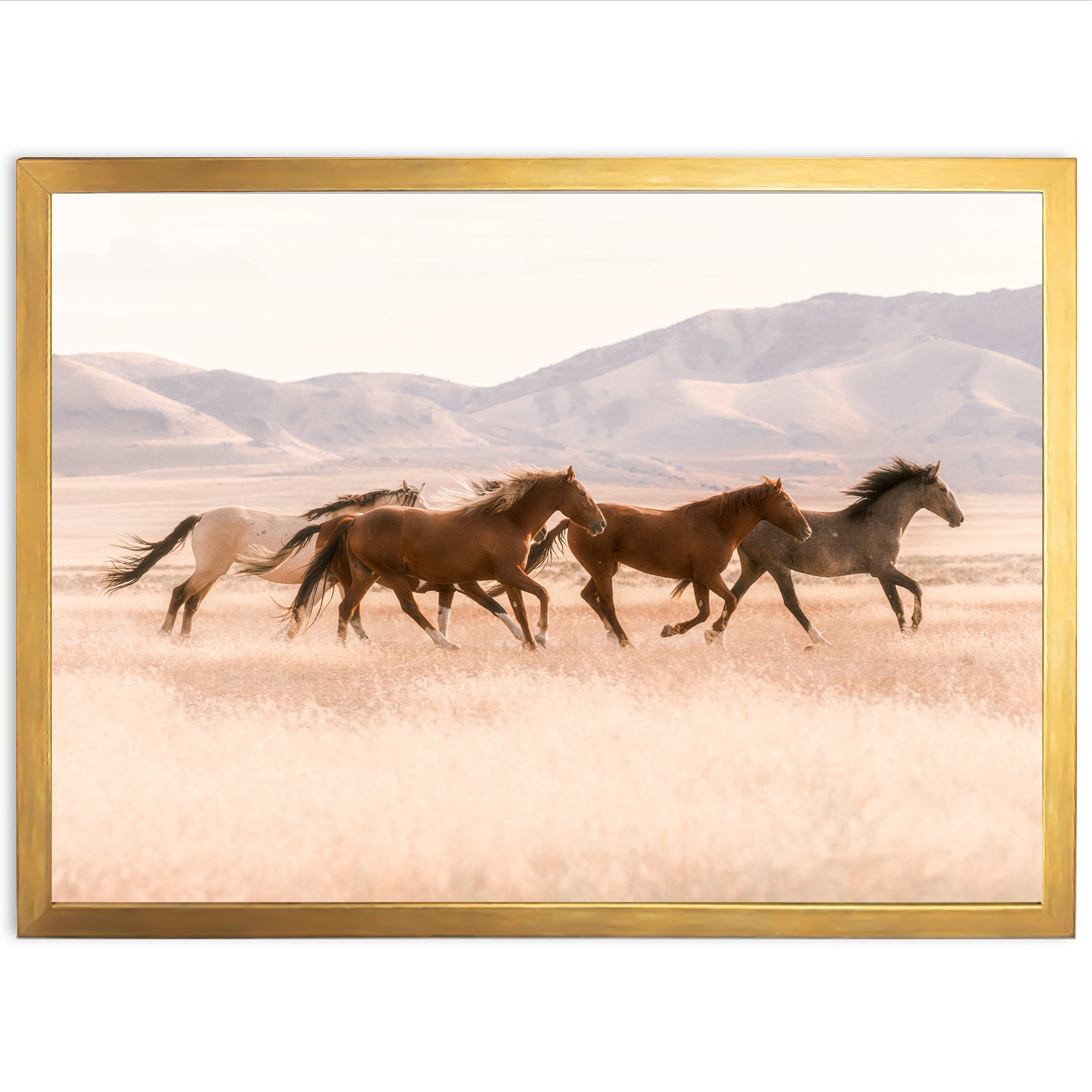 Gallop - Shutter and Frame