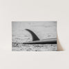 Single Fin - Shutter and Frame