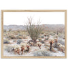 Ocotillo - Shutter and Frame
