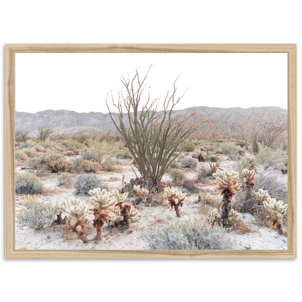 Ocotillo - Shutter and Frame