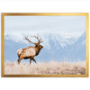 American Elk - Shutter and Frame