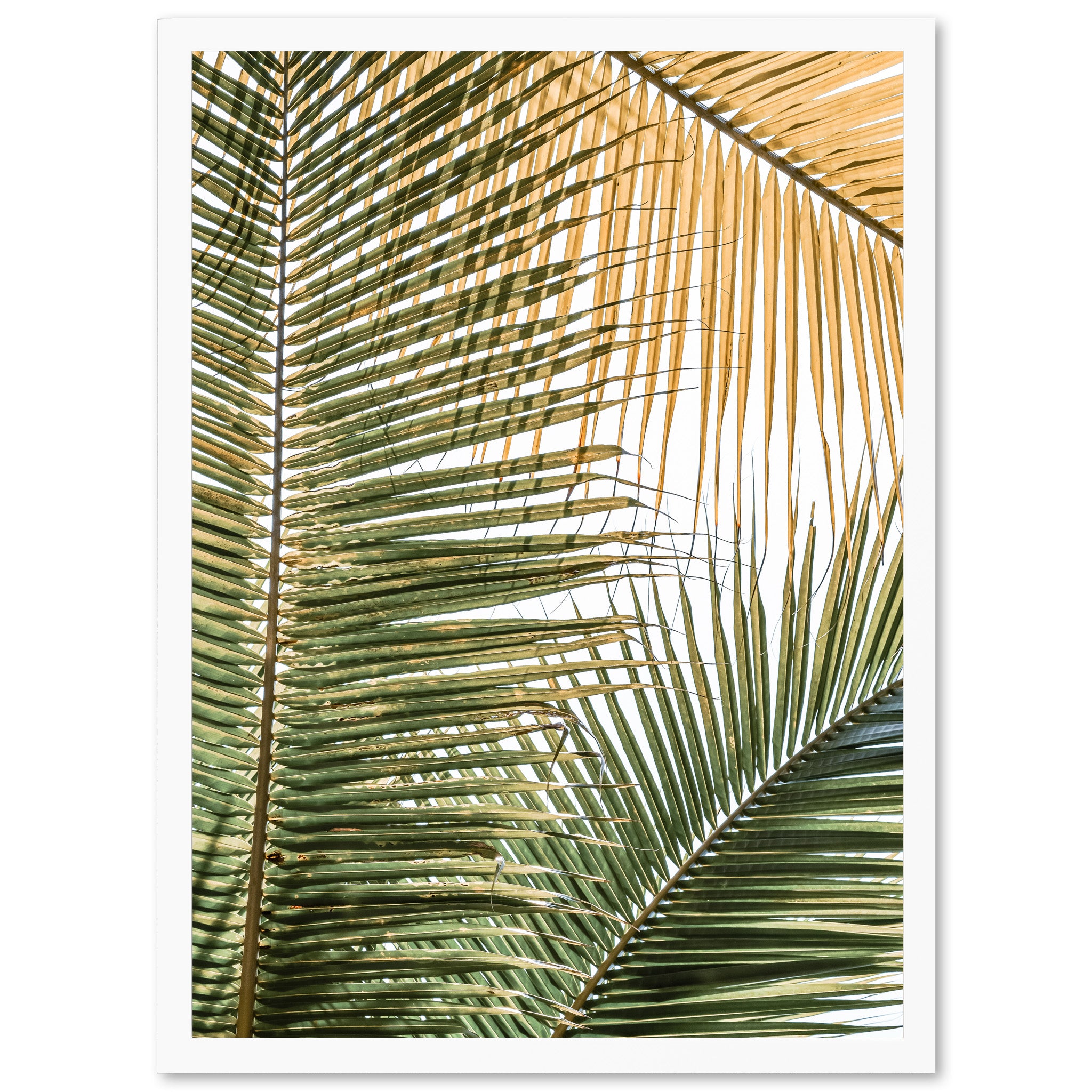 Shades of Green - Shutter and Frame