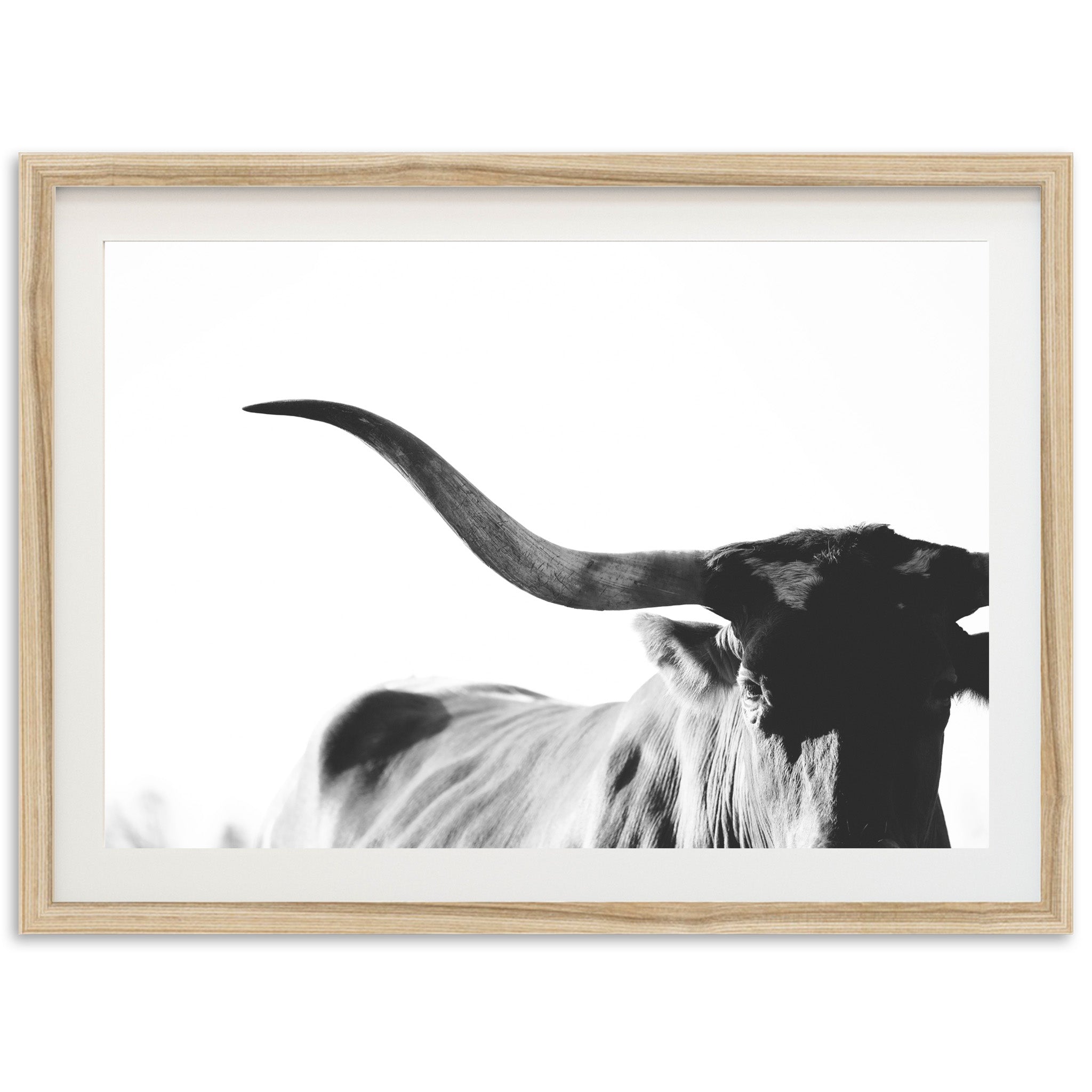 Longhorn - Shutter and Frame