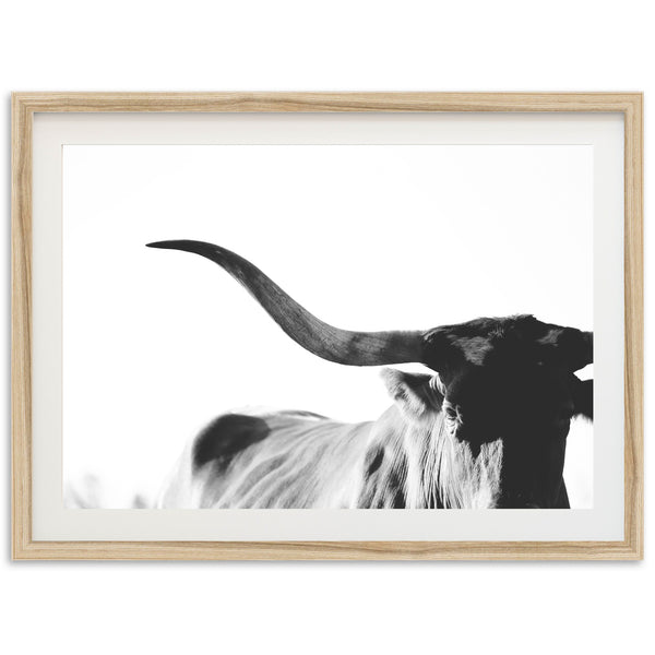Longhorn - Shutter and Frame