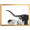 Longhorn - Shutter and Frame