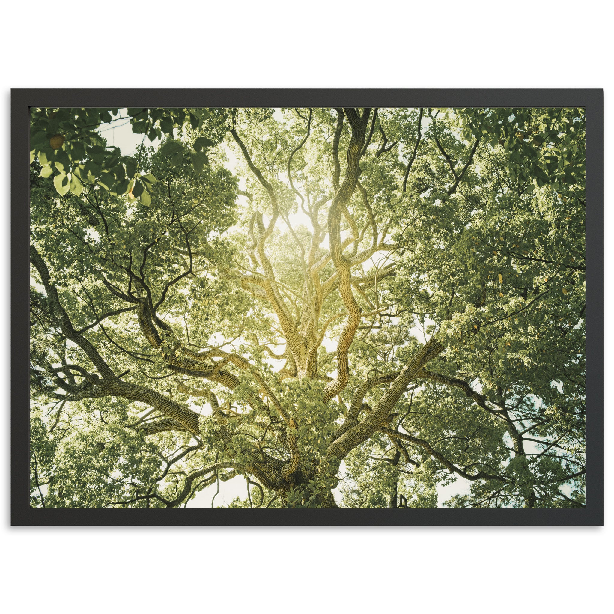 Tree of Life - Shutter and Frame