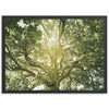 Tree of Life - Shutter and Frame