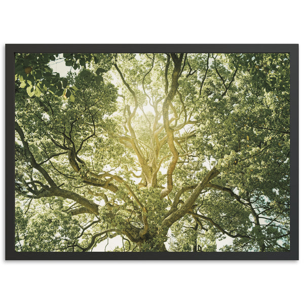 Tree of Life - Shutter and Frame