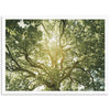 Tree of Life - Shutter and Frame