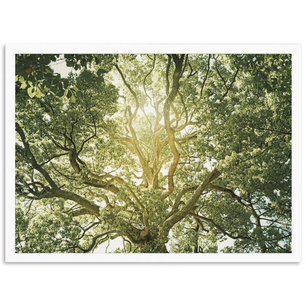 Tree of Life - Shutter and Frame