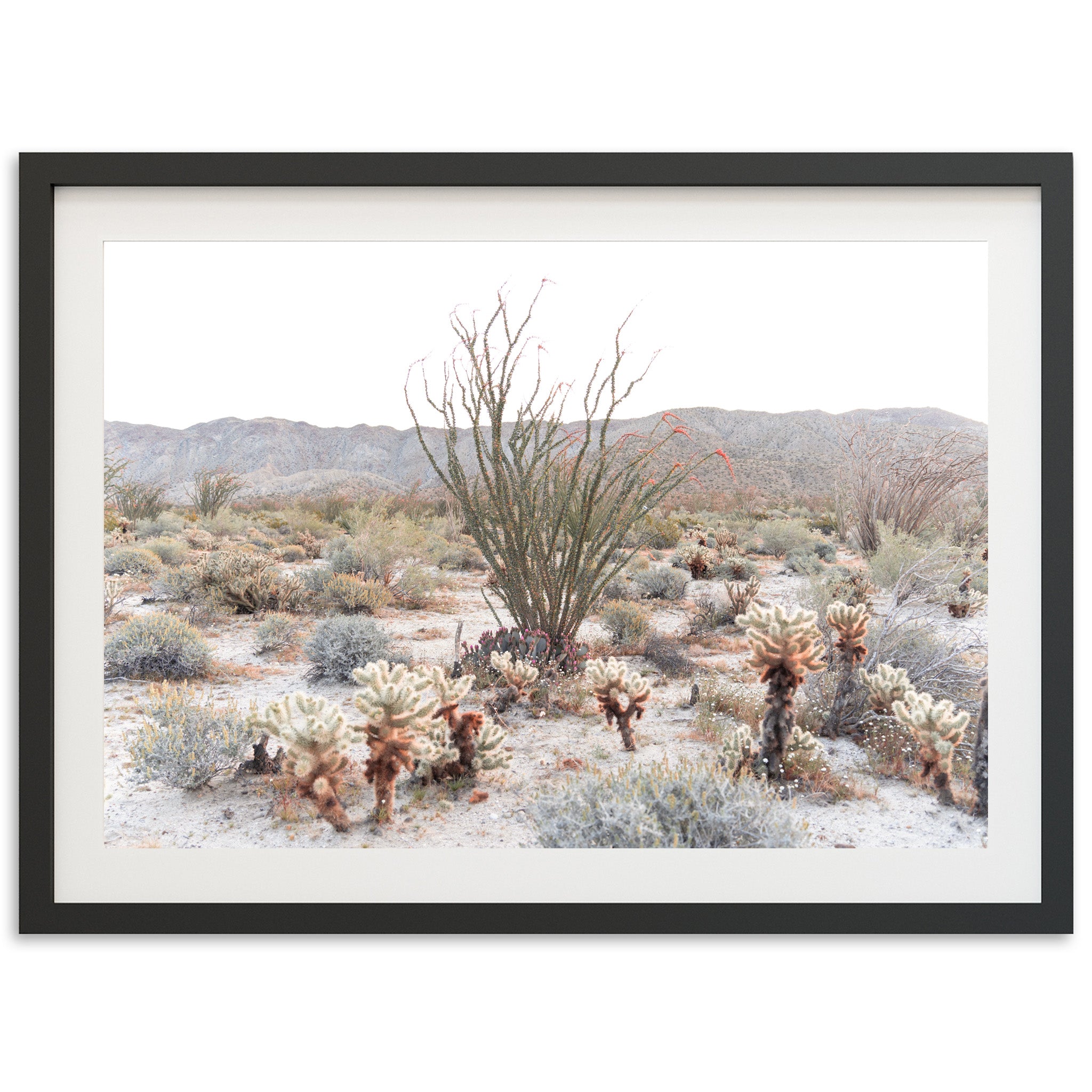 Ocotillo - Shutter and Frame